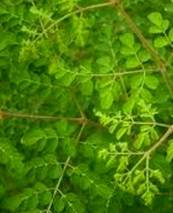 Moringa Benefits